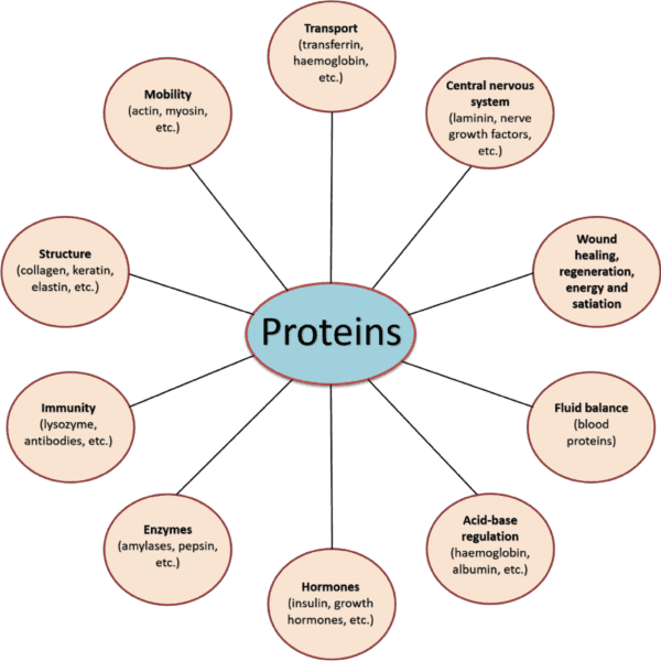 Protein functions 1